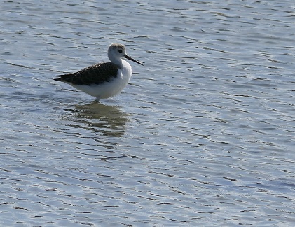 Himantopus himantopus-4