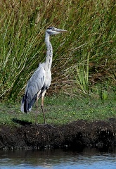 Ardea cinerea-3