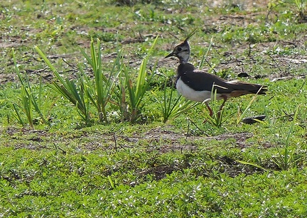 Vanellus vanellus