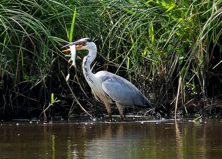 Ardea cinerea