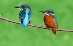 Oiseaux