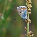 Plebejus argus-1