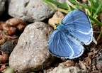 Papillons