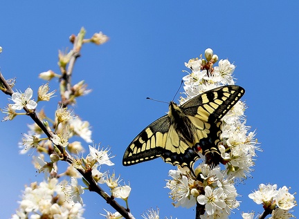Papilio machaon-2
