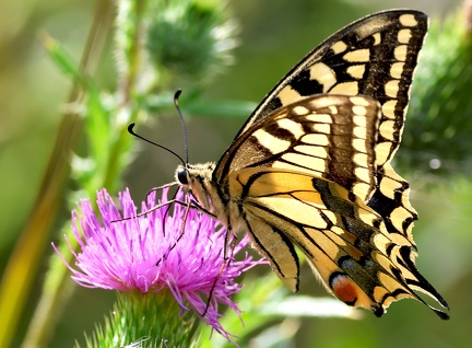 Papilio machaon-3