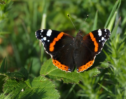 Vanessa atalanta