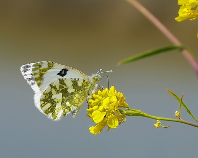 Pontia daplidice