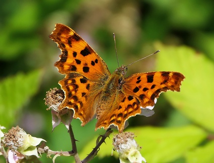 Polygonia c-album-2