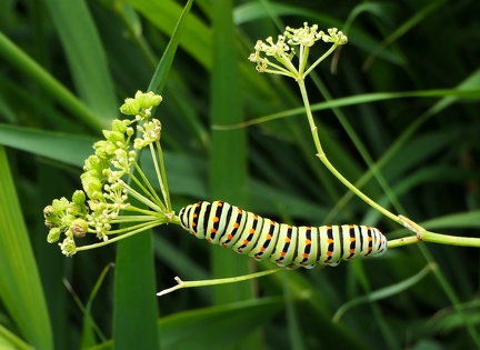 Papilio machaon-5