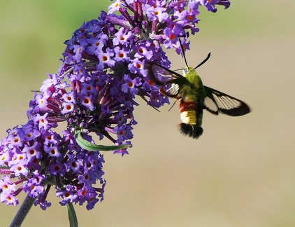 Hemaris fuciformis