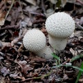Lycoperdon echinatum