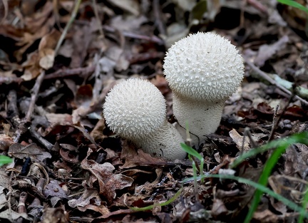 Lycoperdon echinatum