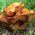 Gymnopilus junonius-1