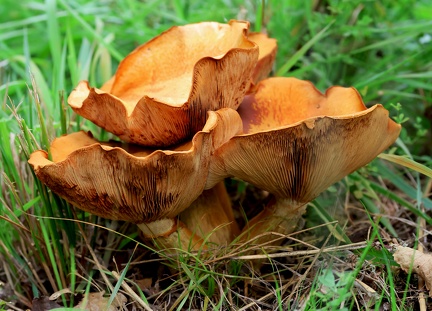 Gymnopilus junonius-1