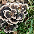 Trametes versicolor
