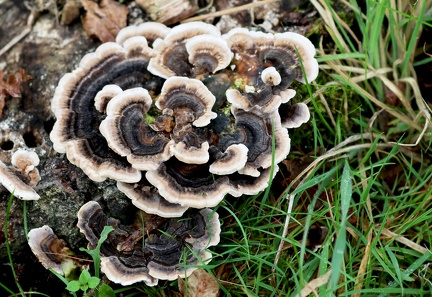 Trametes versicolor