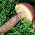 Leccinum aurantiacum-1