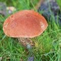 Leccinum aurantiacum
