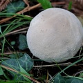 Calvatia excipuliformis-1