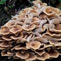 Armillaria mellea