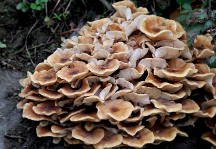Armillaria mellea