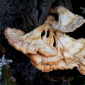 Laetiporus sulphureus