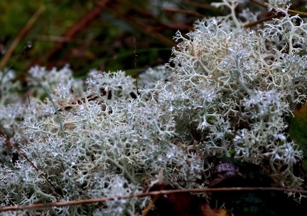 Cladonia portentosa