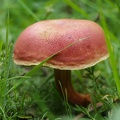 Boletus rubellus