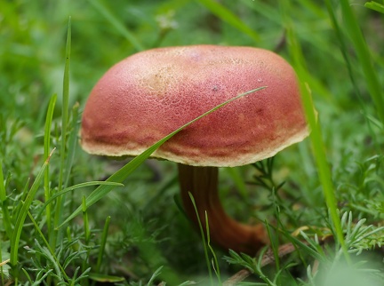 Boletus rubellus