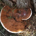 Fomes fomentarius