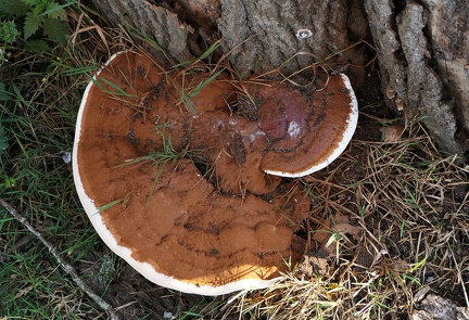 Fomes fomentarius