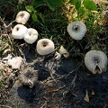 Lentinus tigrinus