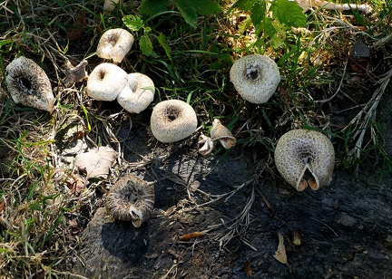 Lentinus tigrinus