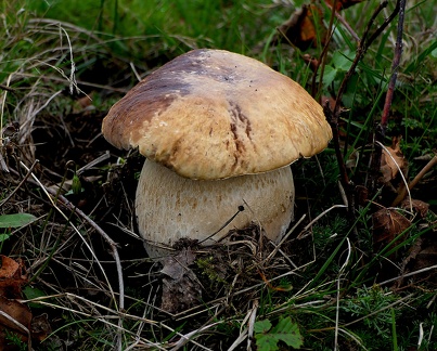 Boletus edulis