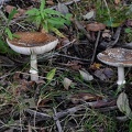 Amanita pantherina