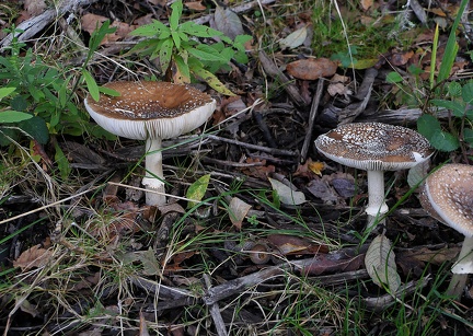 Amanita pantherina