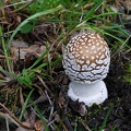 Amanita pantherina