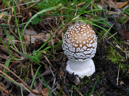 Amanita pantherina