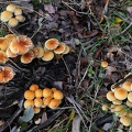 Hypholoma faciculaire