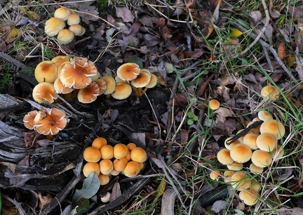 Hypholoma faciculaire