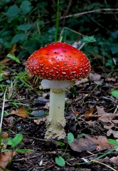 Amanita muscaria