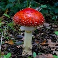 Amanita muscaria