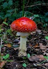 Champignons