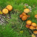 Gymnopilus junonius