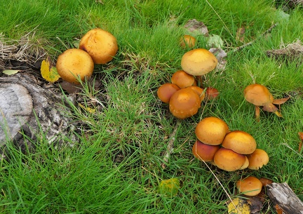 Gymnopilus junonius