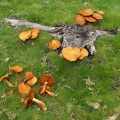 Gymnopilus junonius