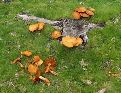 Gymnopilus junonius