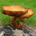 Gymnopilus junonius