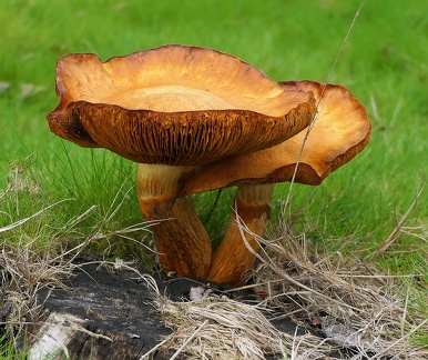 Gymnopilus junonius