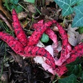Clathrus archeri